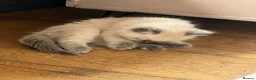 Ragdoll cats for sale: Stunning chunky Blue Point Ragdolls in Newport - Advert 8