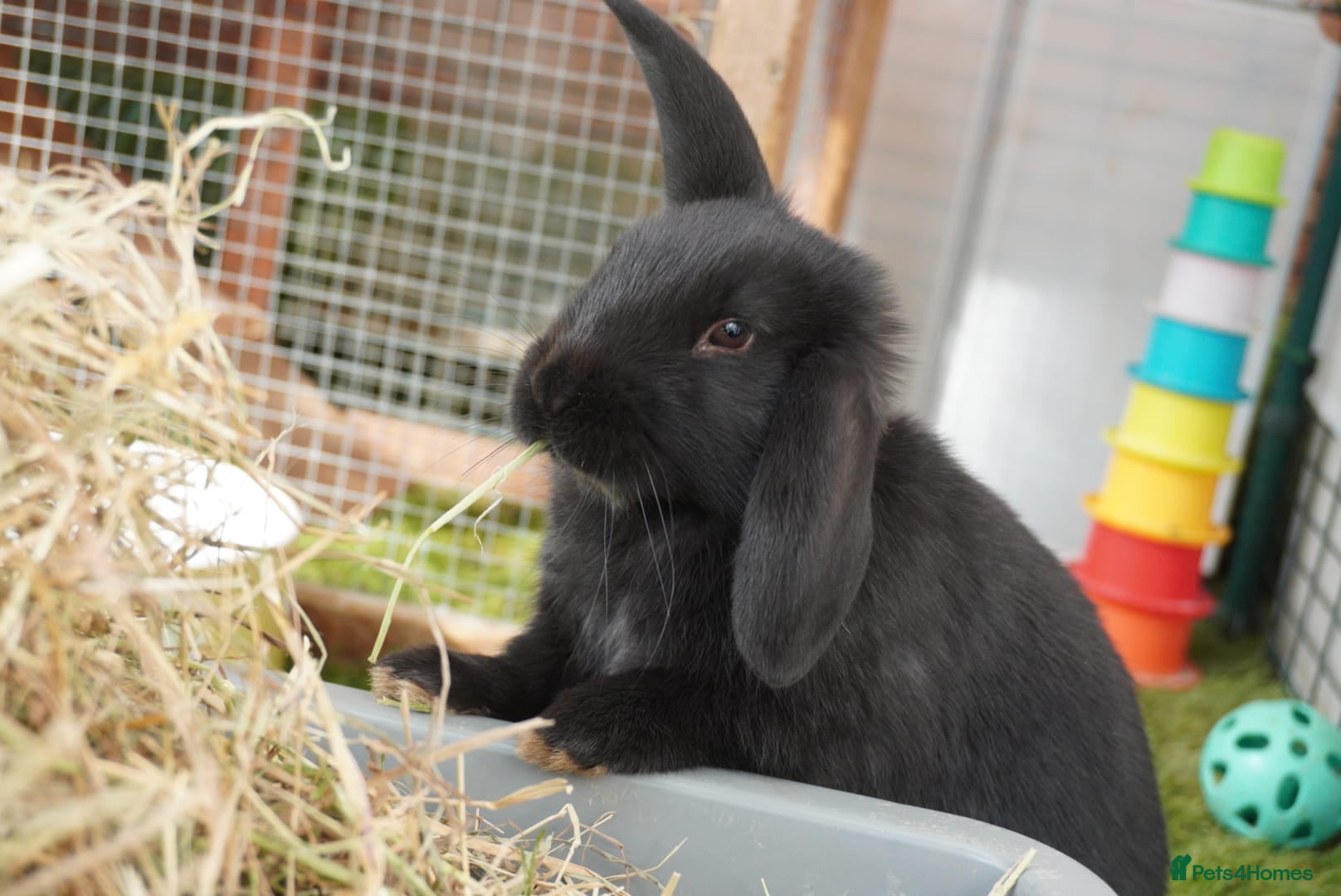 Mixed Breed rabbits Beautiful Rabbits - READY TO LEAVE - Advert 3