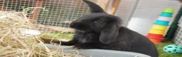 Mixed Breed rabbits for sale: Beautiful Rabbits - READY TO LEAVE - Advert 1