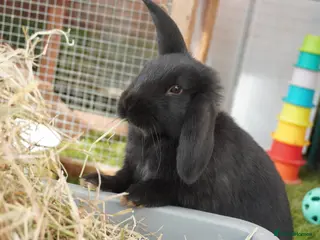 Mixed Breed rabbits Beautiful Rabbits - READY TO LEAVE - Advert 3