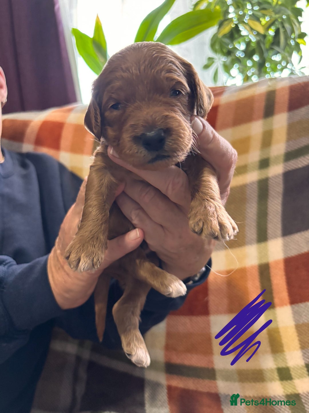 Mini Goldendoodle dogs for sale: ✨Stunning Red/Bronze Golden Doodle Pups ✨ - Advert 13
