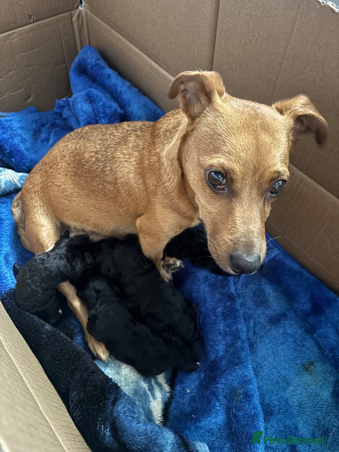 Jackapoo dogs for sale: Jackapoo puppies  in Driffield - Advert 2