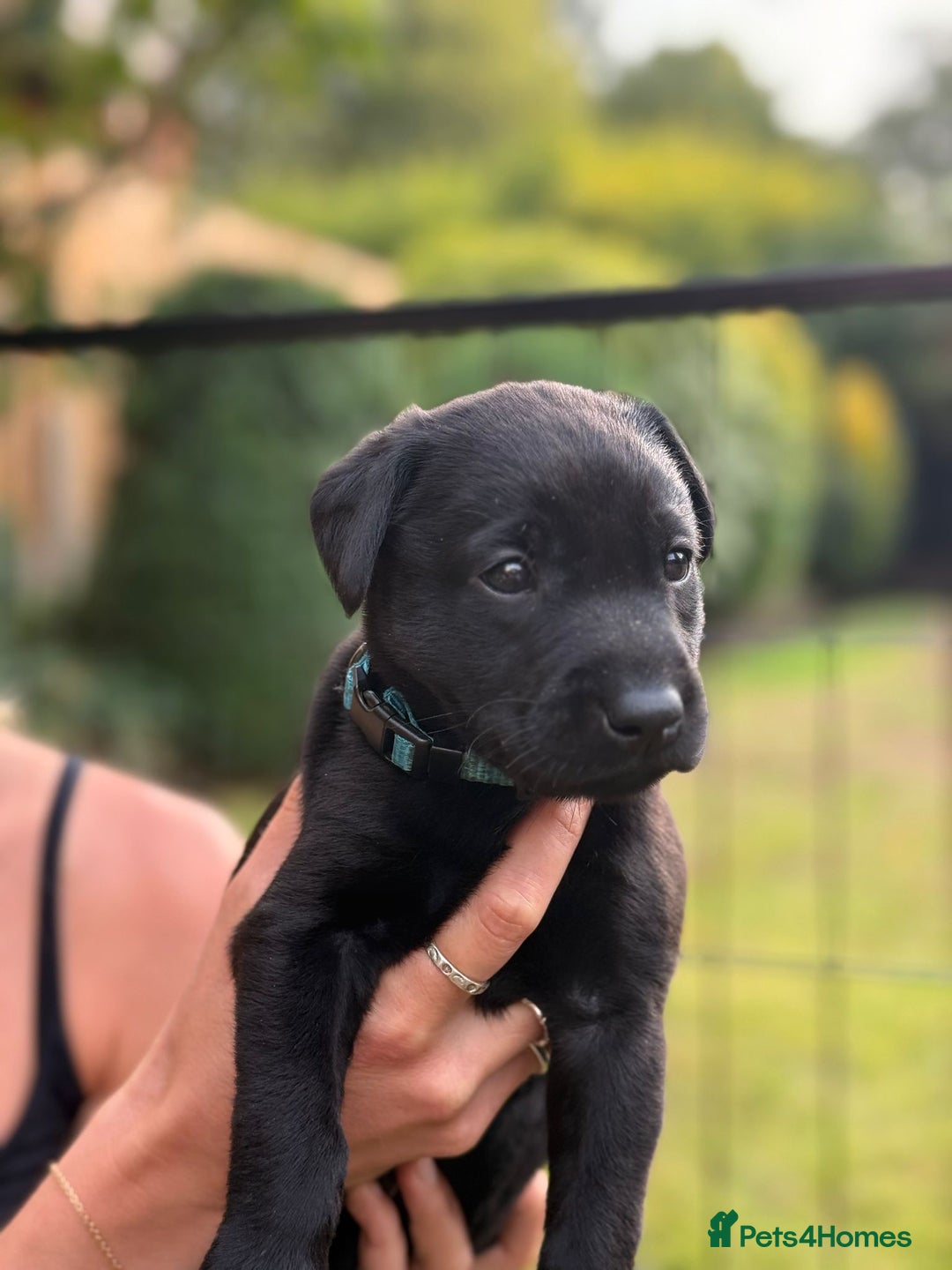 Labrador Retriever dogs for sale: Working Labrador Puppies - 3 boys remaining - Image 4