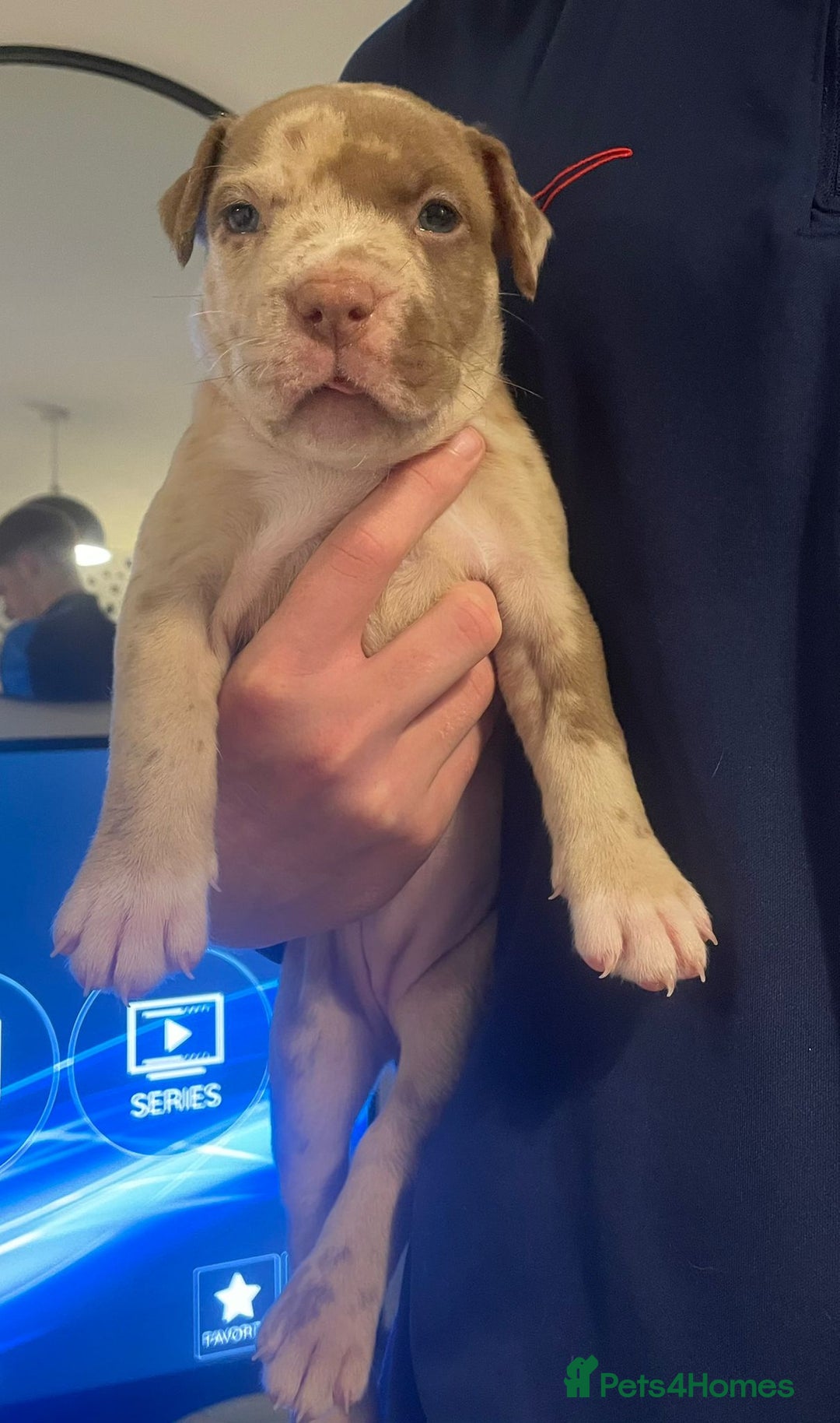 Mixed Breed dogs for sale: American bull staffy cross cross presa canario - Image 10