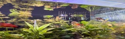 Platies fish for sale: Mixture of platy fish available  in Reading - Advert 12