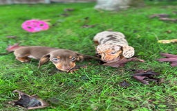 Dachshund dogs for sale: Beautiful Dachshund puppies  - Image 7