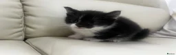 Mixed Breed cats for sale: 6 tabby kittens! - Advert 3