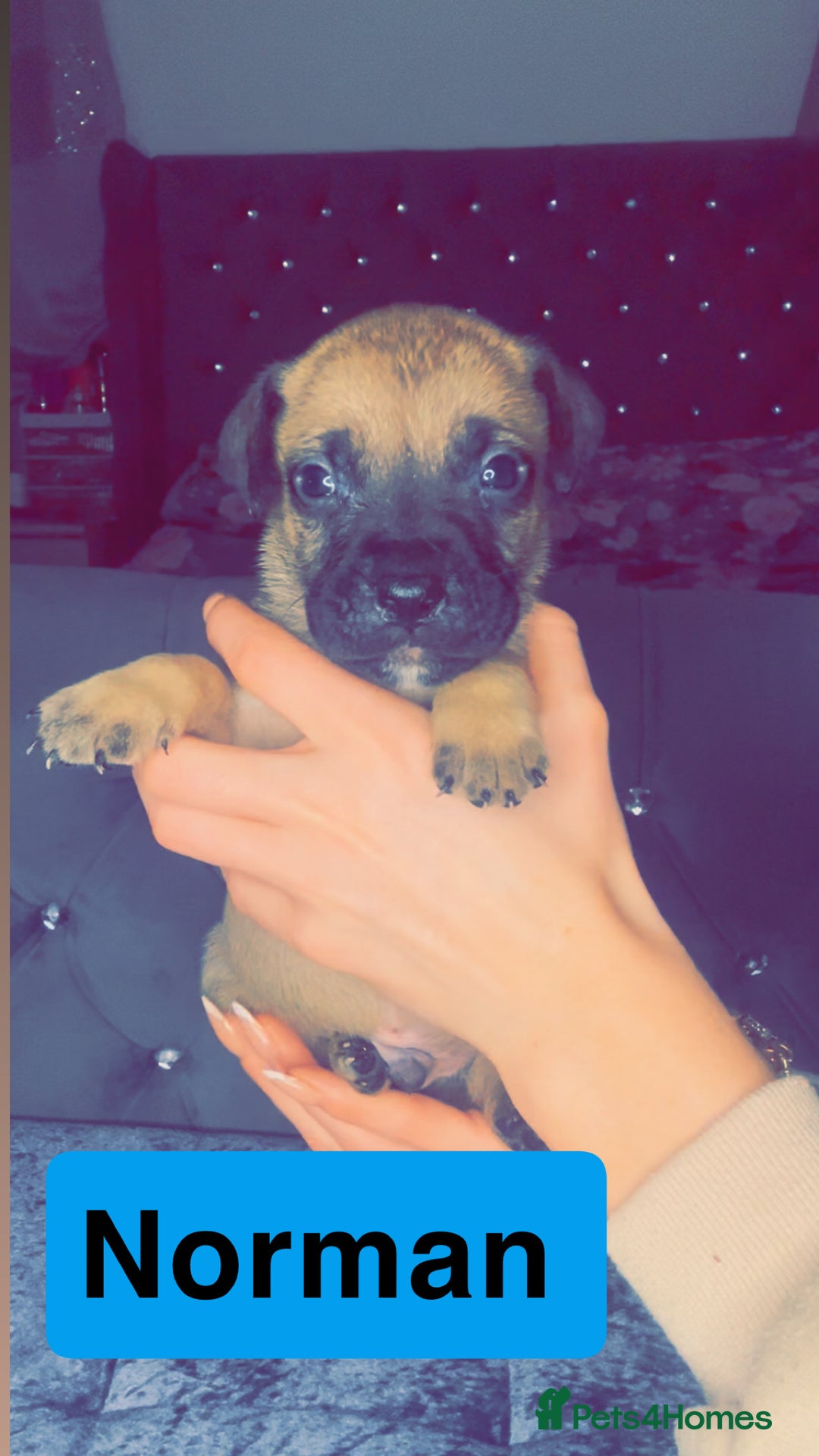Mixed Breed dogs for sale: Mastiff puppies - Advert 39