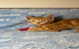 Mixed Breed cats for sale: 3 Lovely Kittens - Image 27