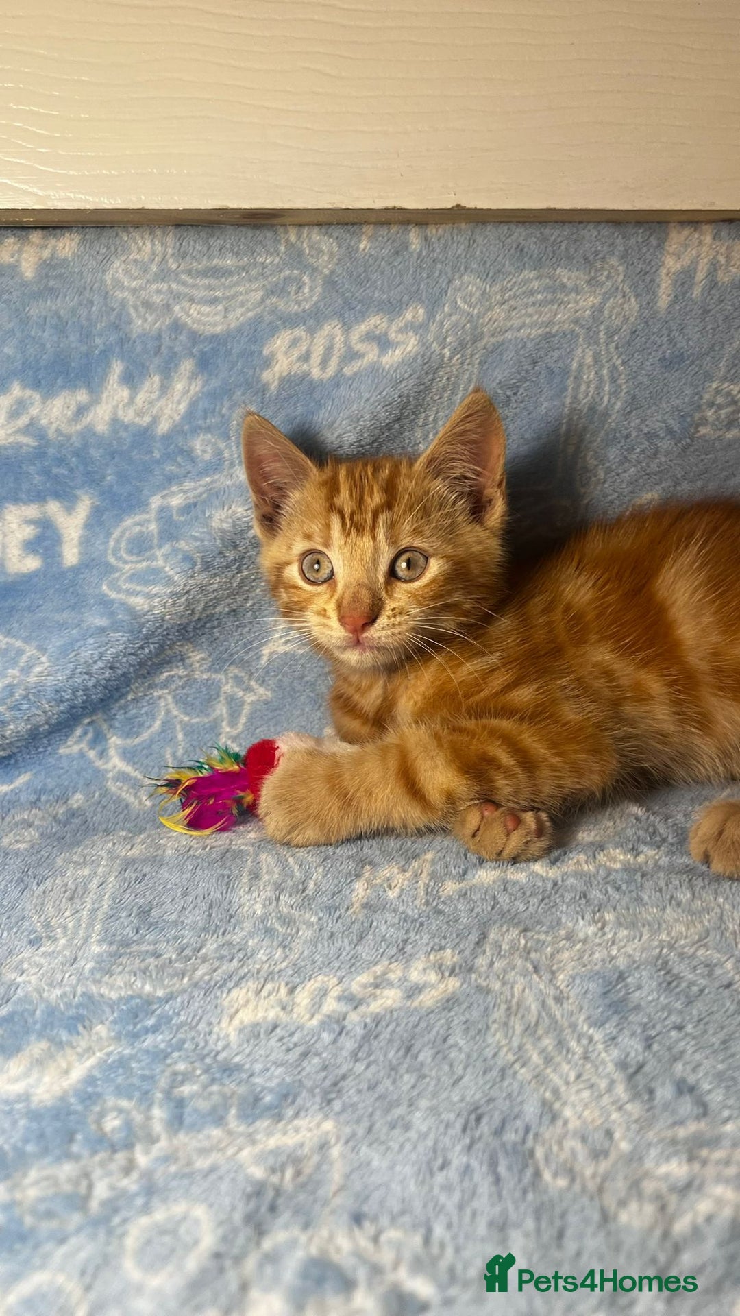 Mixed Breed cats for sale: 3 Lovely Kittens - Image 27