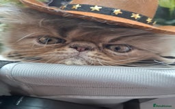 Persian cats for sale: Two beautiful boy kittens  - Image 20