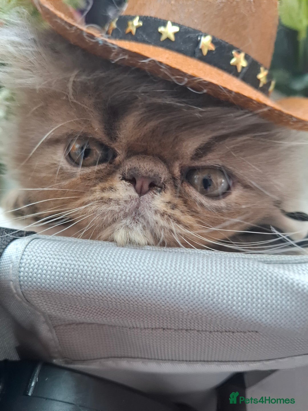 Persian cats for sale: Two beautiful boy kittens  - Image 20