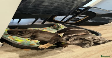 French Bulldog dogs - Advert 12