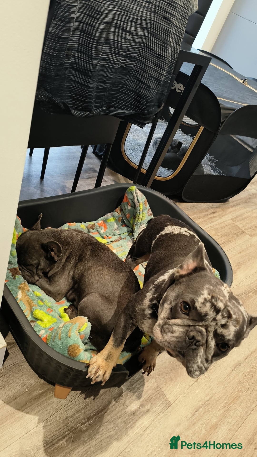 French Bulldog dogs for sale: Frenchies for sale - Image 2