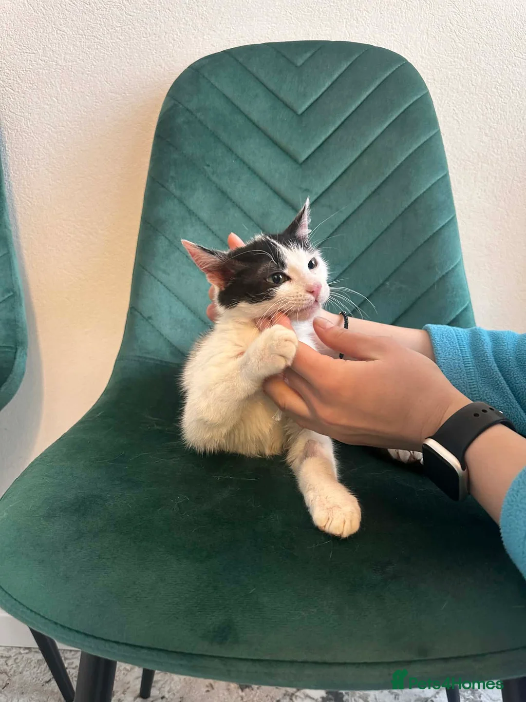 Mixed Breed cats for adoption: Prince for adoption in Fleet - Advert 2