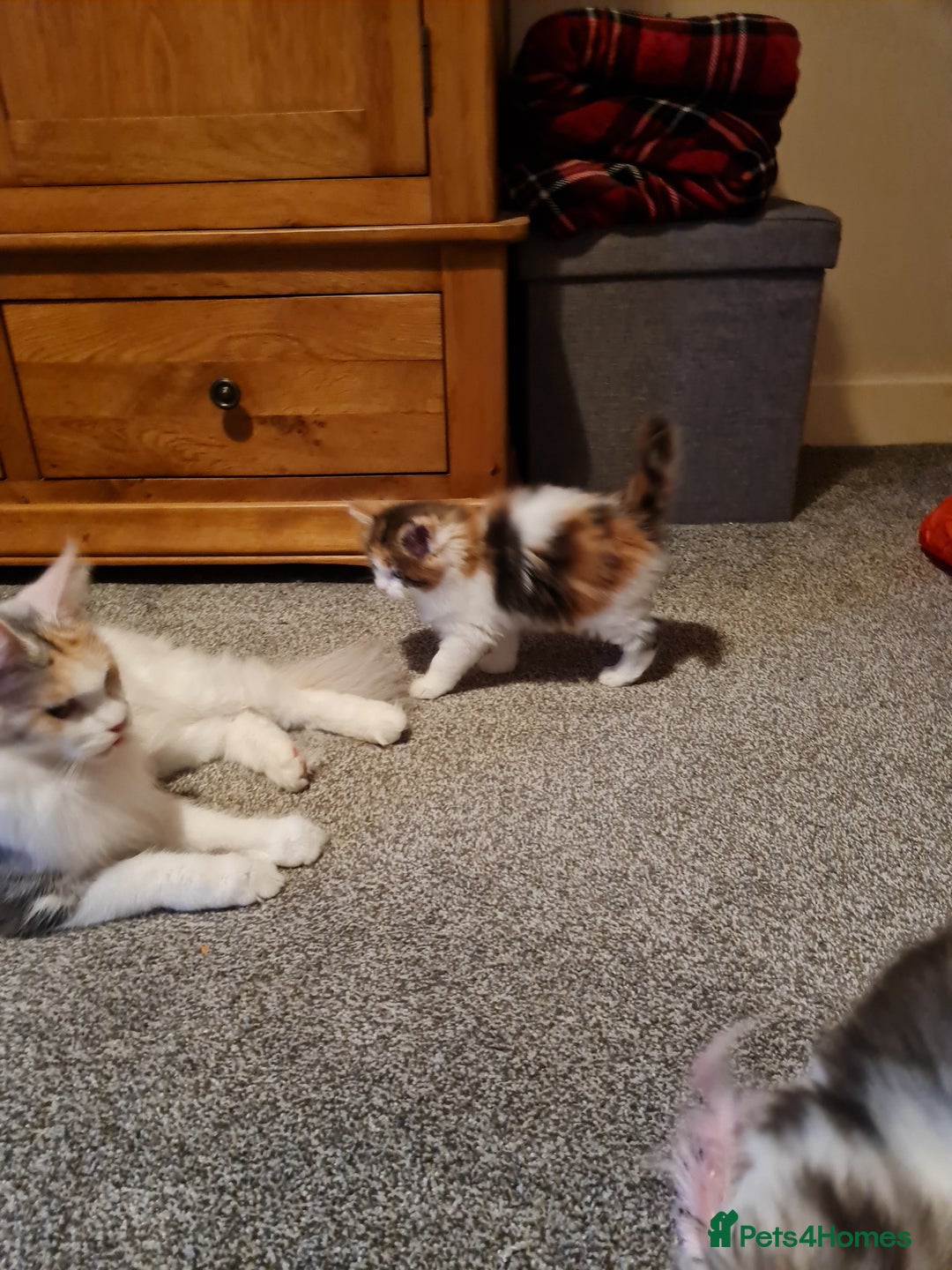 Maine Coon cats for sale: Pedigree Mainecoon Female - Advert 4