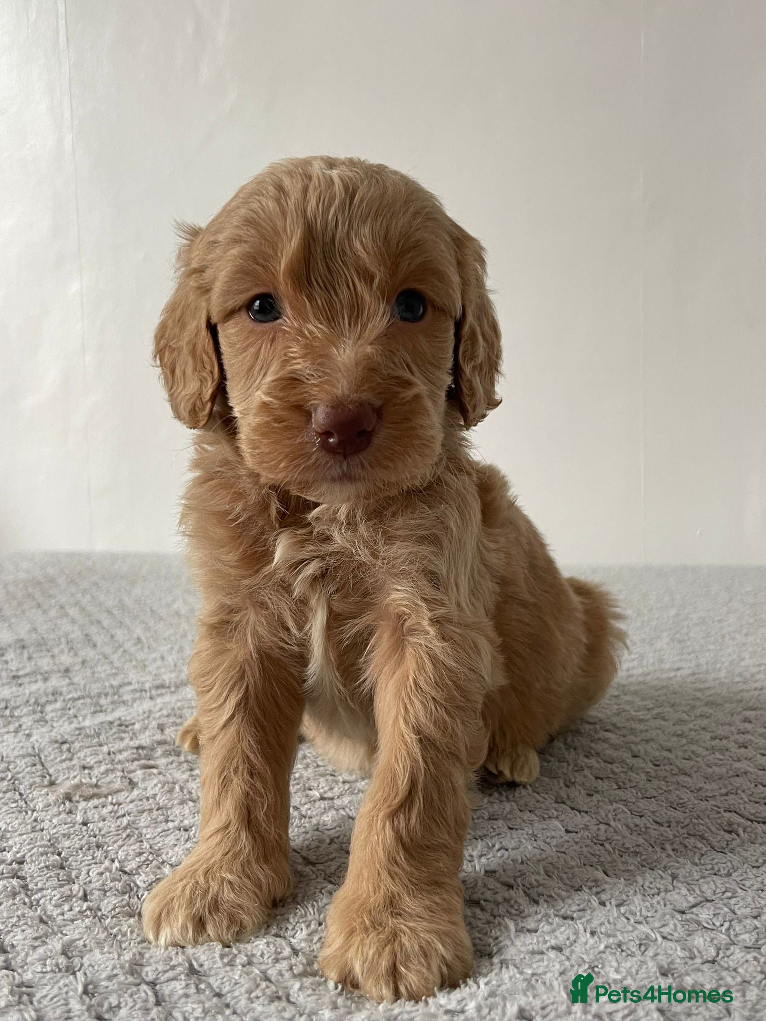 Cockapoo dogs Cockapoo Puppies  - Advert 10