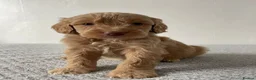 Cockapoo dogs for sale: Cockapoo Puppies  - Advert 8