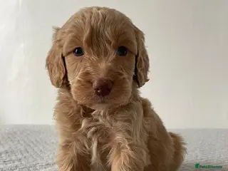 Cockapoo dogs Cockapoo Puppies - Advert 1