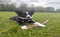 Border Collie dogs for sale: Meet Enzo - Image 12