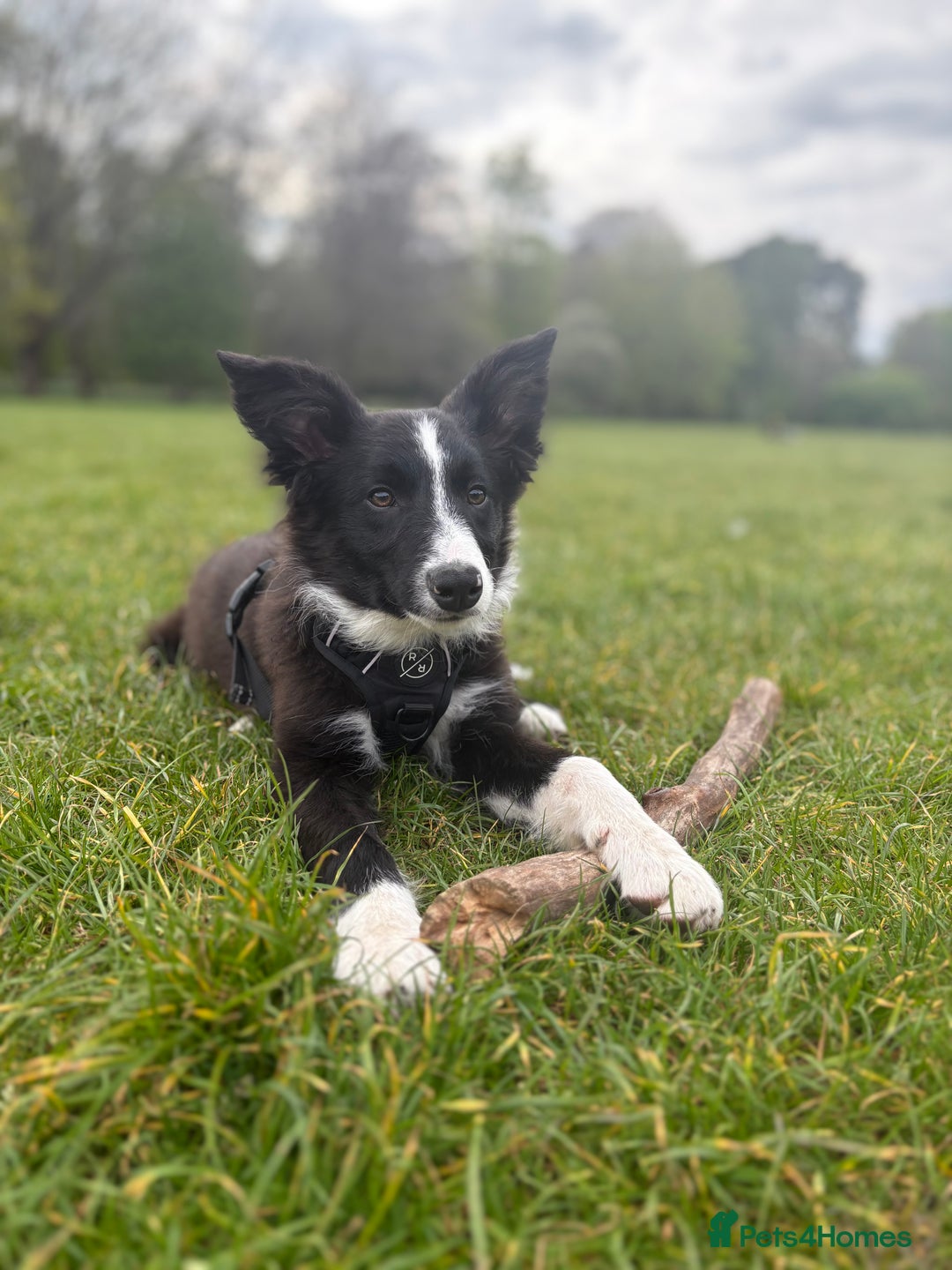 Border Collie dogs for sale: Meet Enzo - Image 12