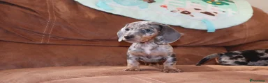 Miniature Dachshund 1