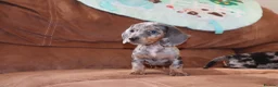 Miniature Dachshund dogs for sale: Miniature dachshunds puppies - Advert 6