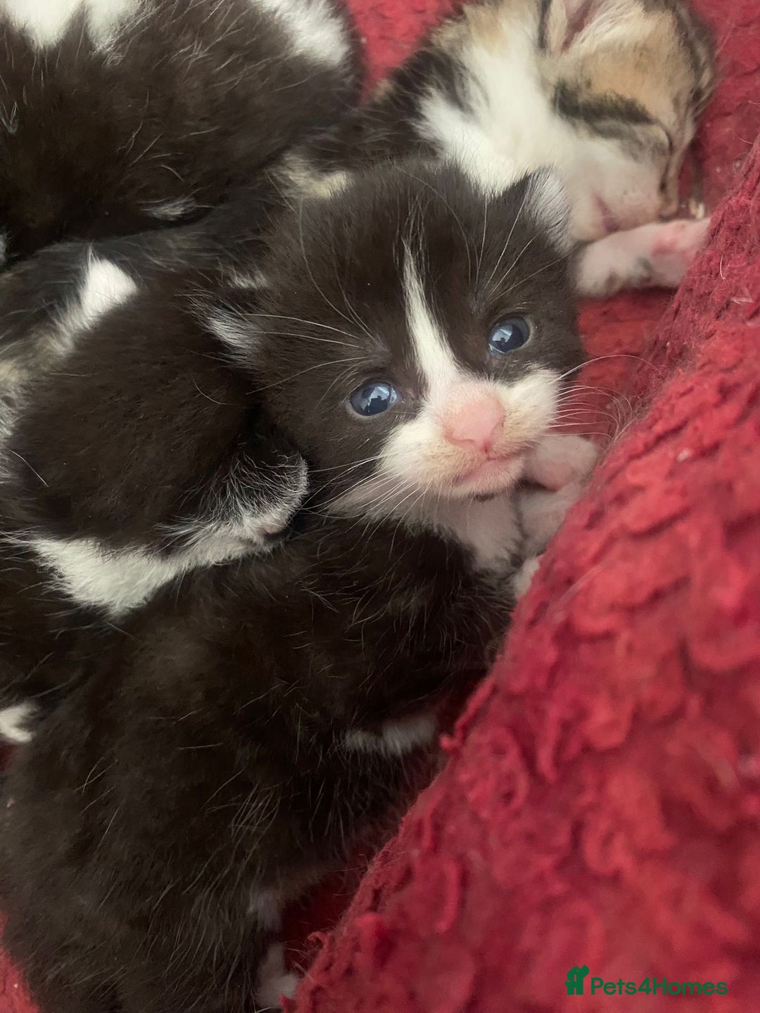 Mixed Breed cats for sale: 5 cute kittens - Image 9