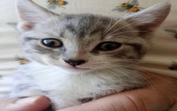 British Shorthair cats for sale: Adorable blue grey kittens - Image 1
