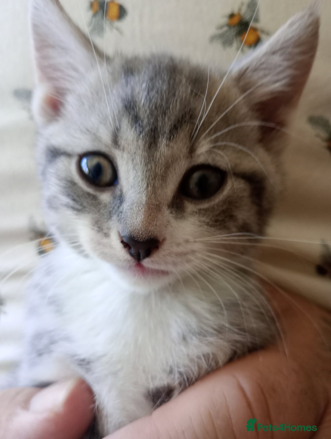 British Shorthair cats for sale: Adorable blue grey kittens - Image 1