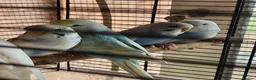 Budgerigars birds for sale: Baby budgies for sale - Advert 7