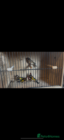 Canaries birds - Advert 16