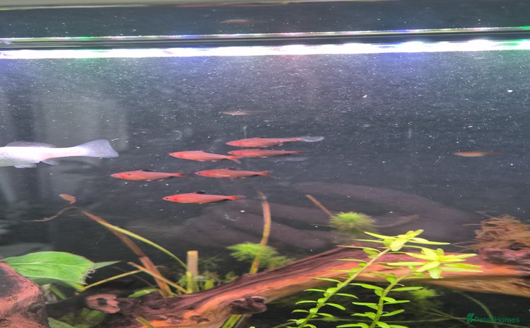 Tetras fish - Advert 1
