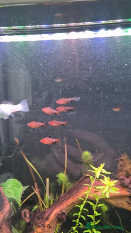 Tetras fish - Advert 1