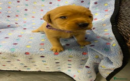 Labrador Retriever dogs for sale: Stunning Litter from working parents KC reg - Image 22