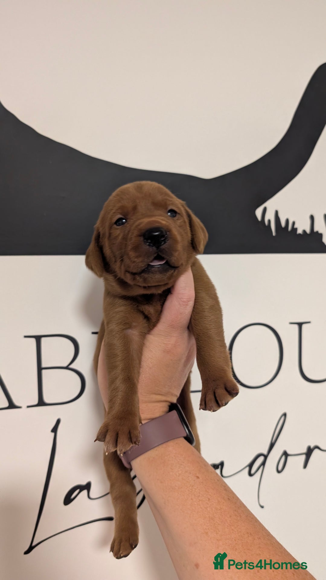 Labrador Retriever dogs for sale: Exceptionally dark fox red Labrador puppies  - Advert 7
