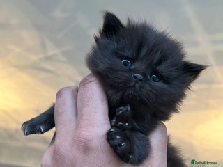 Persian cats - Advert 3