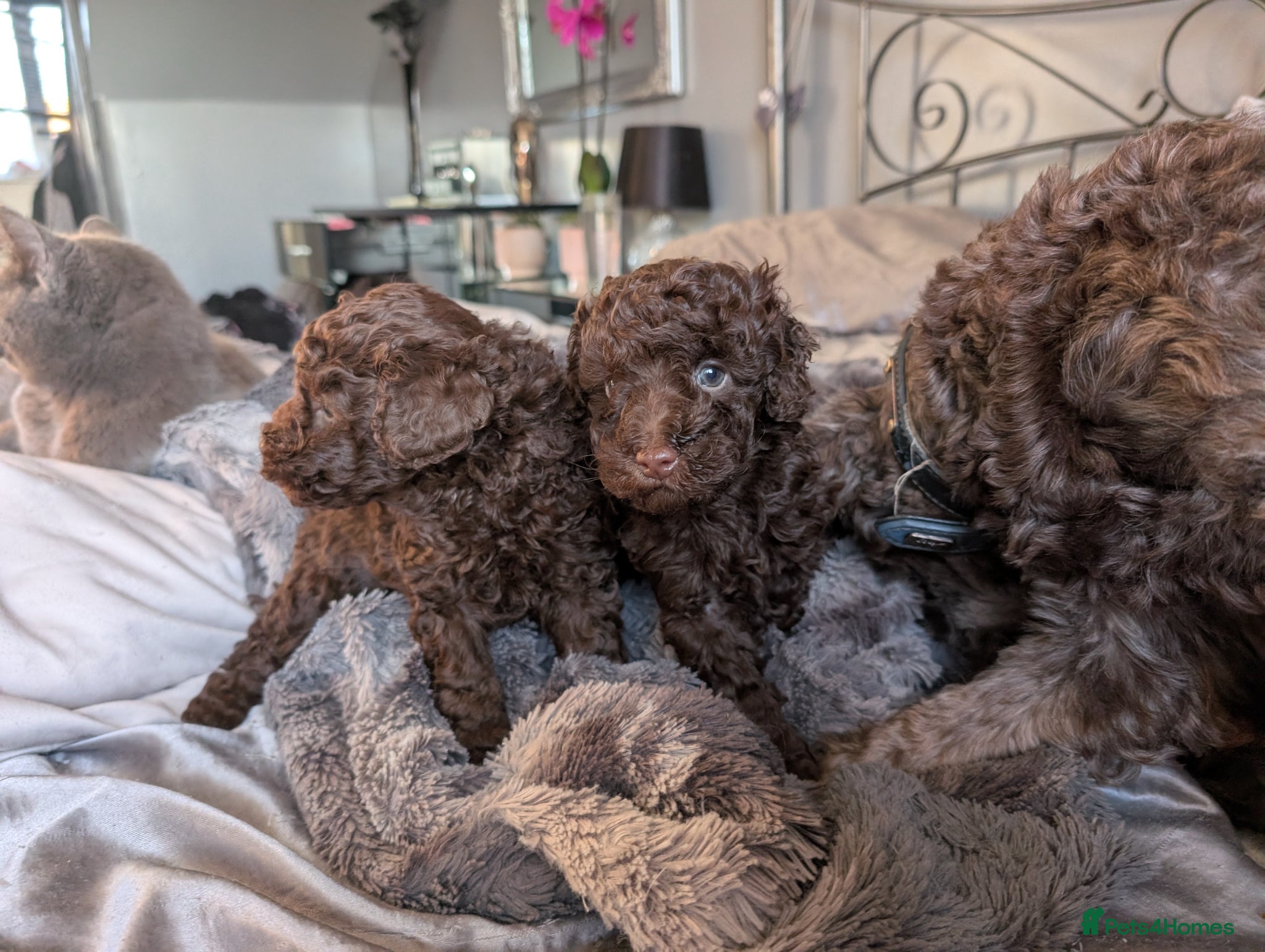 Labradoodle dogs 🐾Stunning adorable F1BB Mini Labradoodle Pups🐾  - Advert 2