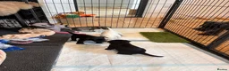 Miniature Schnauzer dogs for sale: KC Pedigree Miniature Schnauzer Pups *READY TO GO* - Advert 20