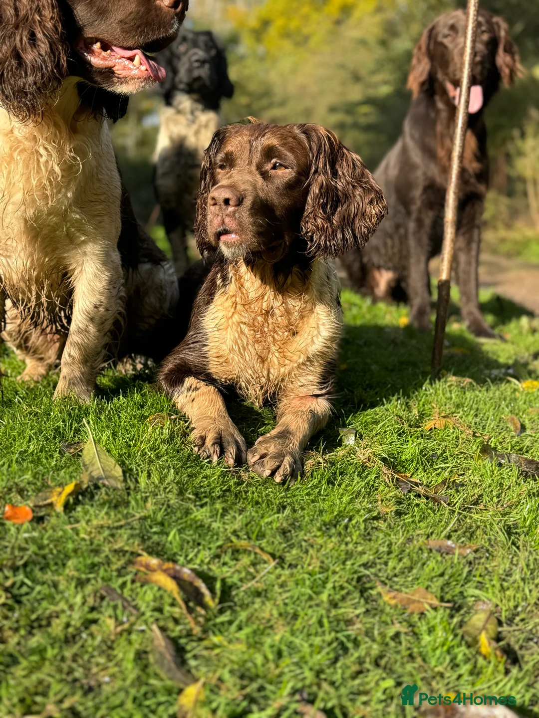 English Springer Spaniel dogs for stud: Heavy marked springer spaniel  in Ross-on-Wye - Advert 6
