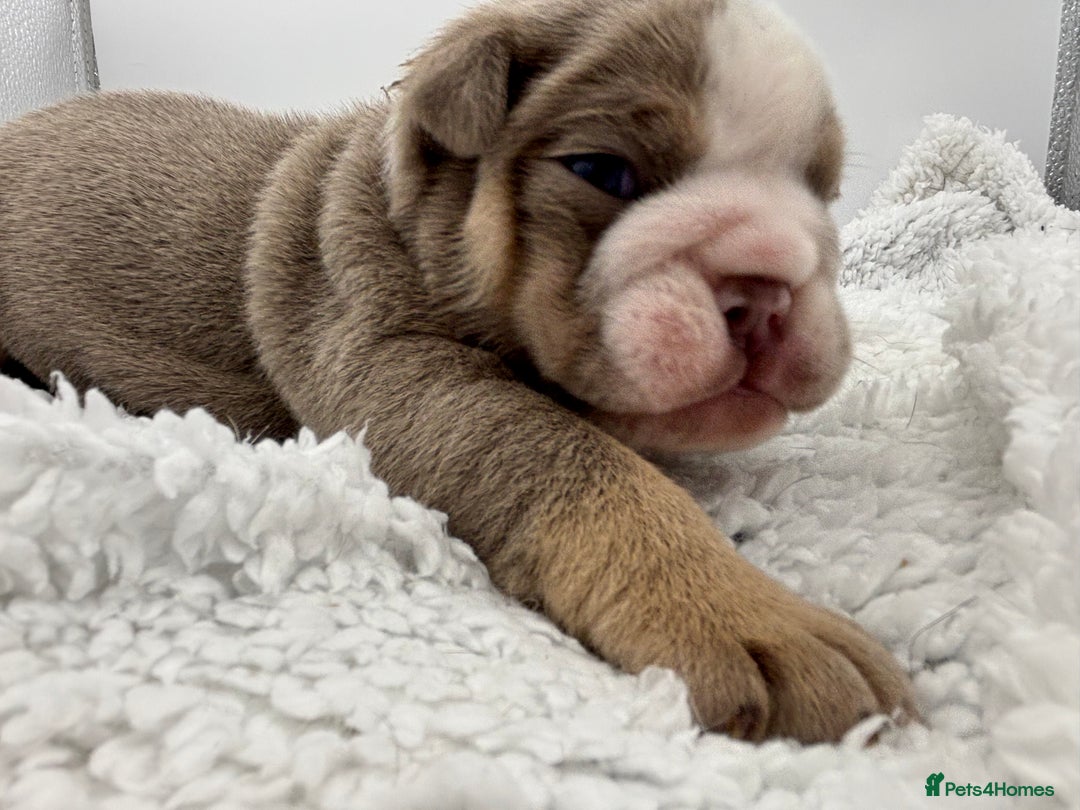 English Bulldog dogs for sale: 10 British Bulldog puppies 🐶  - Image 14