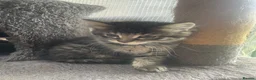 Mixed Breed cats for sale: Two grey one grey and black - Advert 5