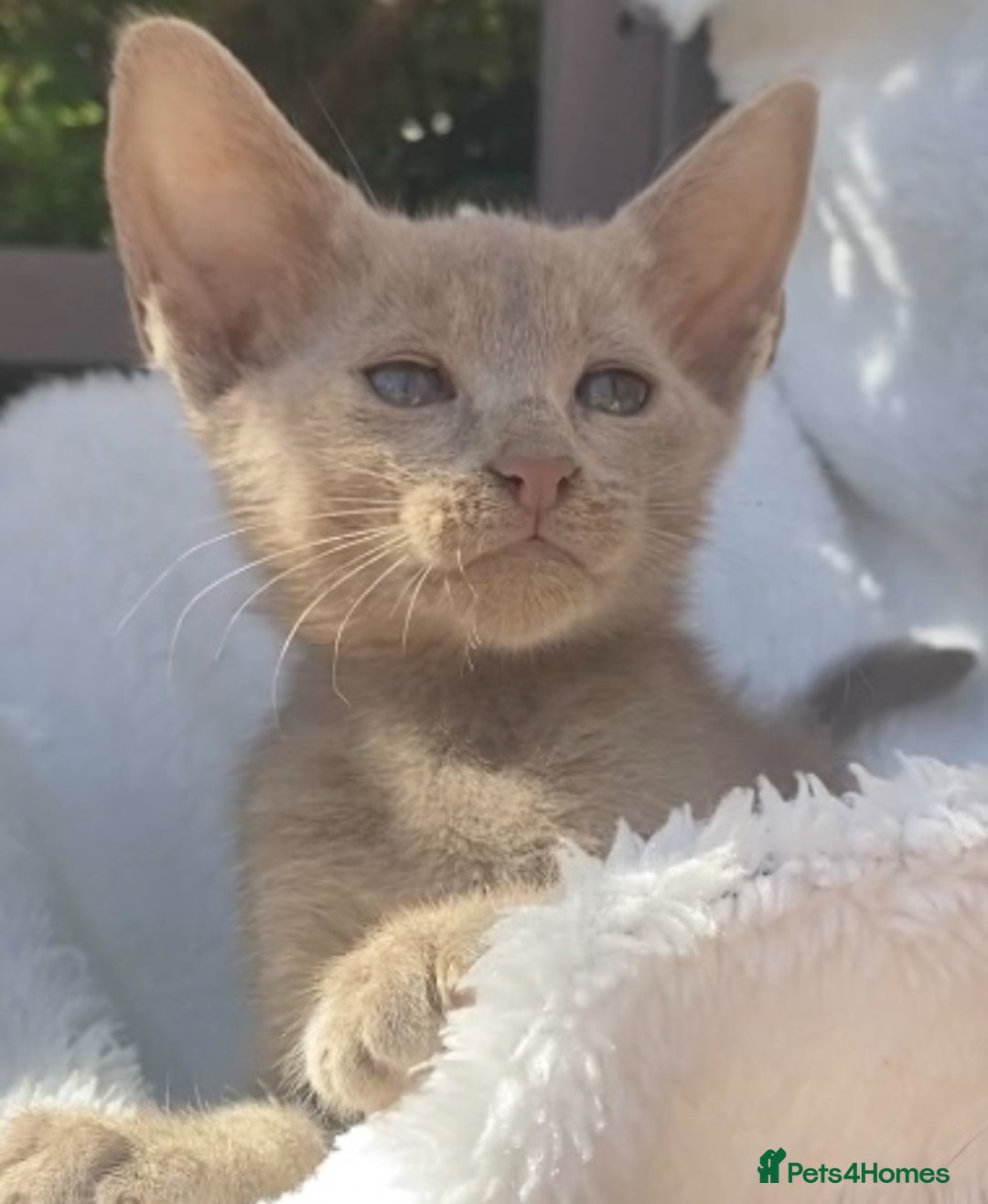 Mixed Breed cats for sale: Oriental X Siamese  - Image 11