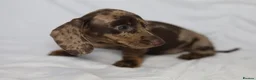 Miniature Dachshund dogs for sale: KC reg miniature dachshund only 3 boys left  - Advert 6