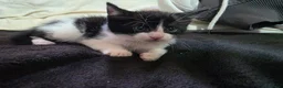 Mixed Breed cats for sale: 3 beautiful black and white kittens £25 in Manchester - Advert 11
