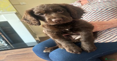 Cocker Spaniel dogs - Advert 16