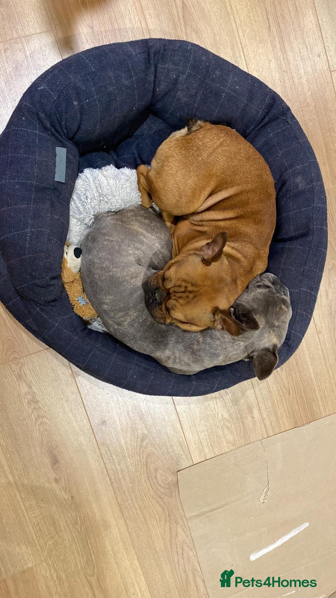 French Bulldog dogs for sale: Rare KC French bulldogs - champion lines  - Image 20