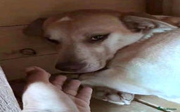 Mixed Breed dogs for adoption: 🐾Luna– small Labrador-type looking for love🐾 - Image 3