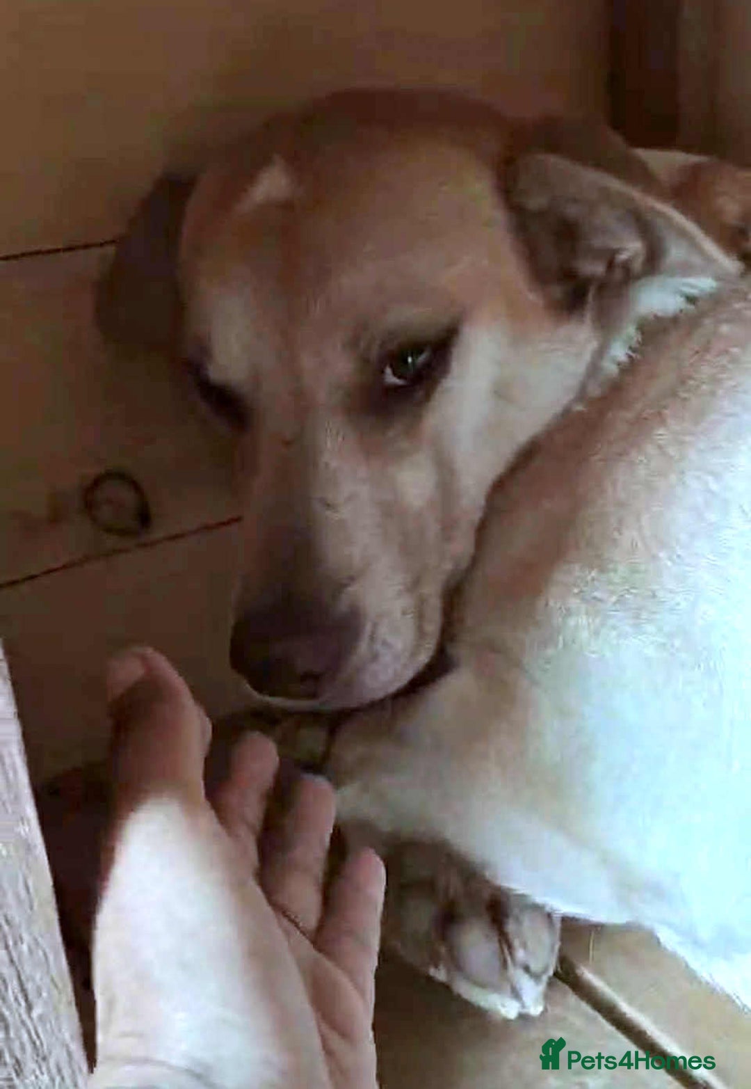 Mixed Breed dogs for adoption: 🐾Luna– small Labrador-type looking for love🐾 - Image 3