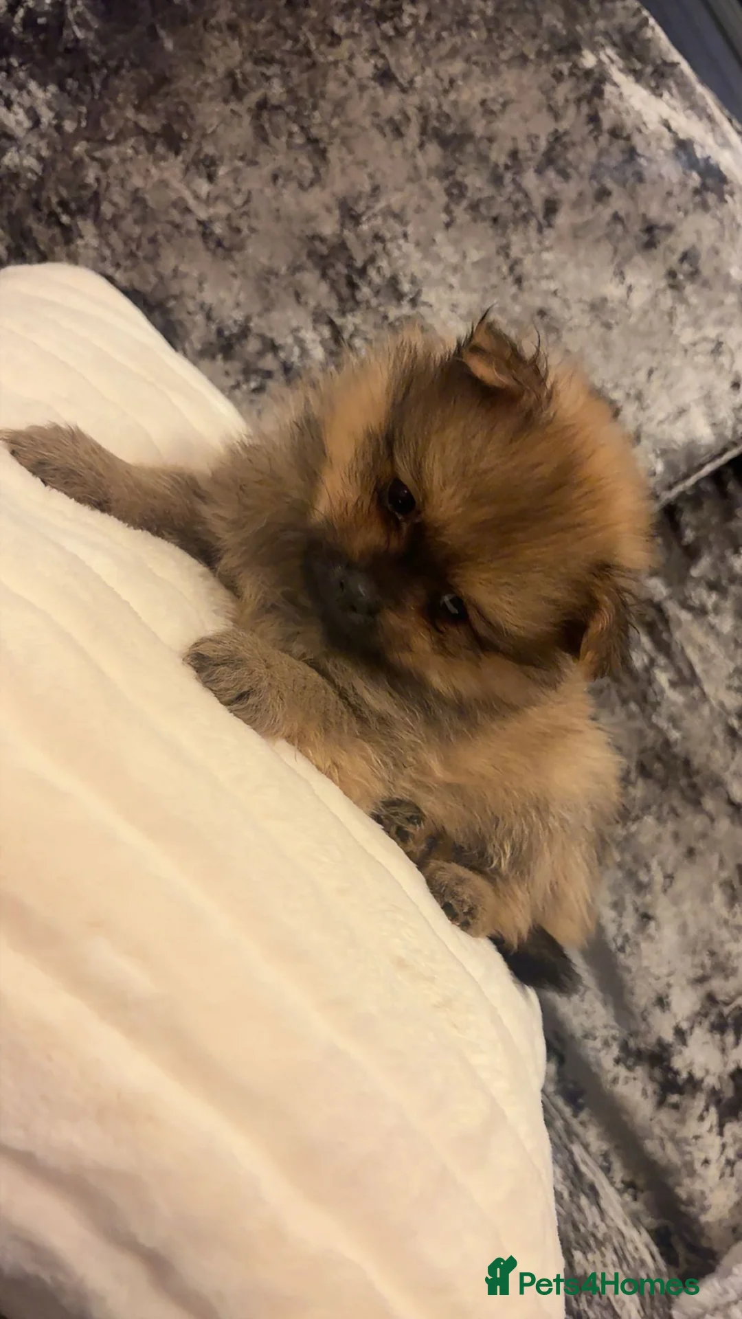 Pomeranian dogs for sale: Beautiful tiny Pomeranian male pup left  - Advert 3